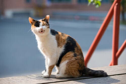 Katt njuter av solen.