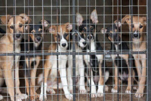 Vid vilken ålder bör man sterilisera eller kastrera en hund?