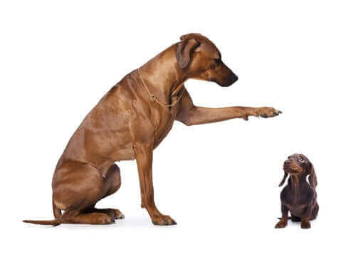 Stor hund bredvid en liten hund.