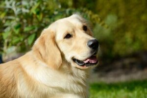 Varför kan du inte ge marijuana åt din hund?