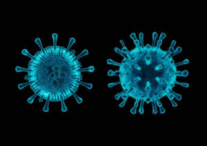 5 saker du bör veta om hundens coronavirus