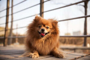 glad hund