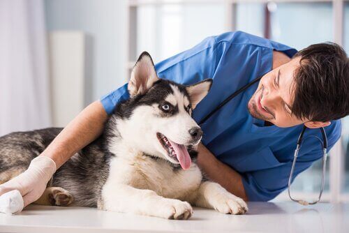 Husky på besök hos veterinären.
