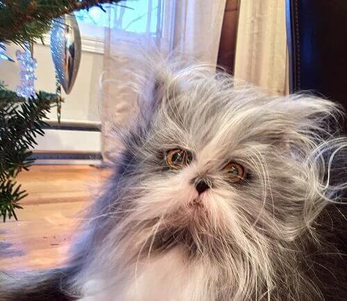 Är Atchoum en hund eller katt?