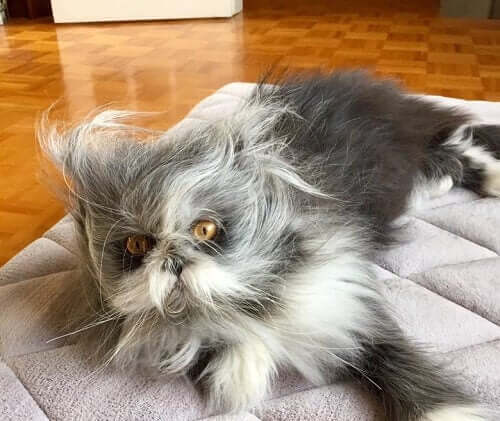 Atchoum: katt eller hund?