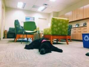 En hund som professor vid University of South California