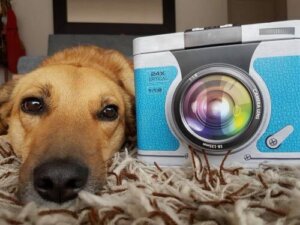 Boken skriven av en hund: Lindas historia