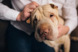 Din hund känner dig bättre än någon annan