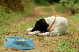 Djur som kan drabbas av anorexia: När ett husdjur vägrar äta