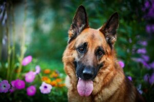 Ett experiment för att förlänga en hunds liv
