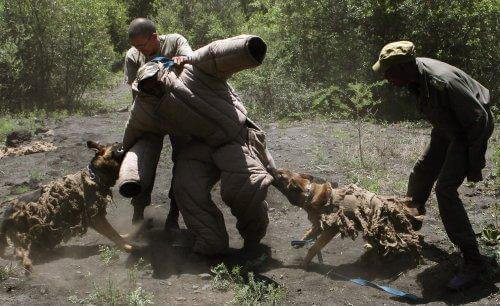 Hundar som bekämpar illegal jakt i Afrika