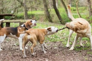 Att låta hunden leka med pinnar: Veterinärer varnar för farorna