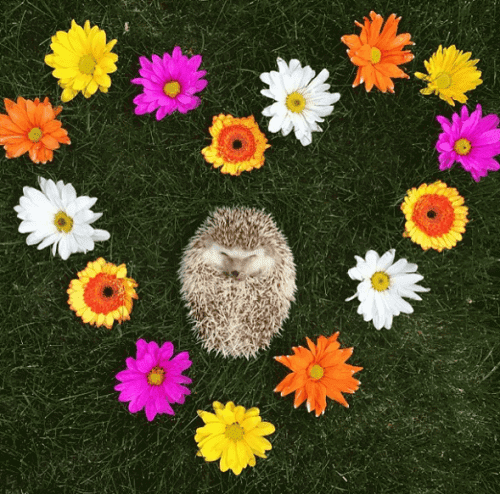 En igelkott ligger i ett hjärta gjort av blommor.