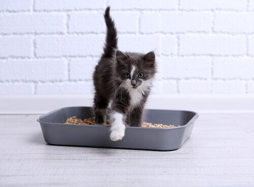 Vad bör du göra om din katt bajsar utanför kattlådan?
