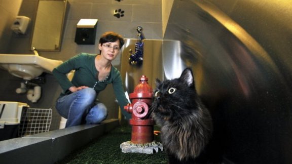 En katt på toaletten för husdjur på en flygplats.