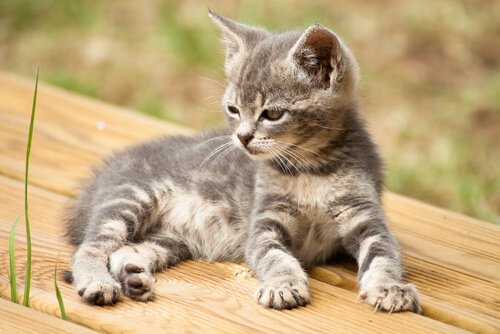 14 kreativa namn för din katt: Vilket passar bäst?