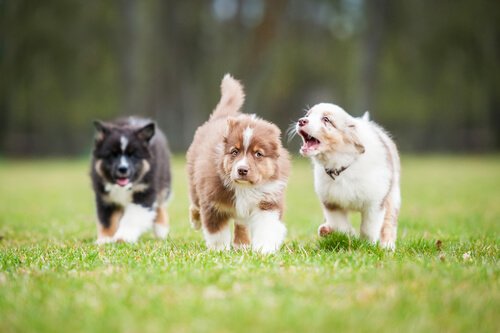 Hur man kan lugna en skällande hund