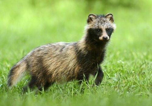 En mårdhund på jakt i det gröna.