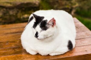 Saker du bör veta om du har en överviktig katt