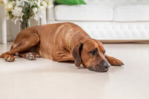 Pessimism hos hundar är farligt och liknar depression