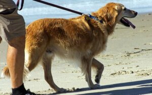 Att resa eller inte resa med din hund