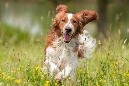Några riktlinjer för att hålla din hund lycklig