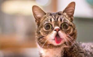 Bild på Lil Bub