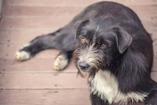 Äldre hund med grå päls på nosen.