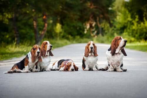basset-hound-3