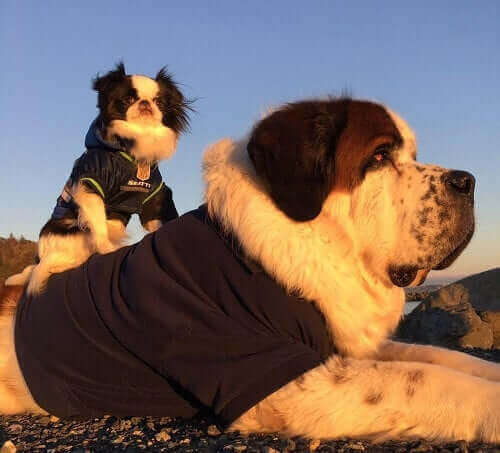 De två hundvännerna är ute och går i vintersolen.