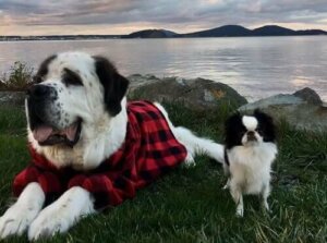 Blizzard och Lulu, ett udda men förtjusande par