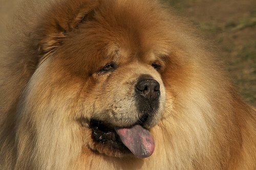 chow-chow-2