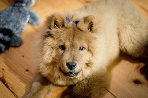 chow-chow1