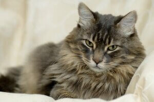 Allt du behöver veta om kattens päls