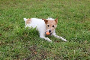 Ogräsfrön och taggar: dolda faror för din hund i naturen