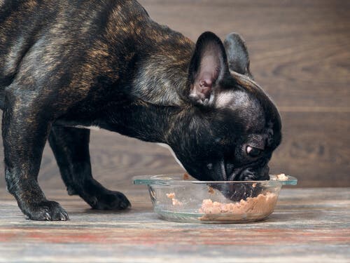 hund-ater