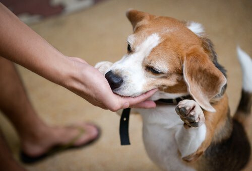 Hund får godbitar som belöning.