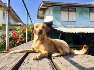 Vilka grannskapsregler för husdjur bör du ha koll på?