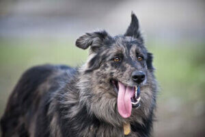 Hur du kan hålla hunden sval under sommaren