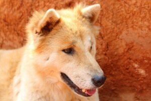 Har din hund magproblem? Så här kan du hjälpa