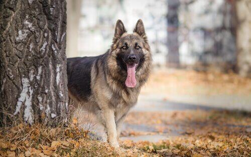 Vad kan orsaka gul avföring hos hundar? - My Animals