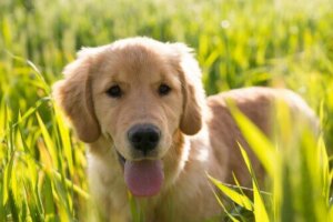 Att adoptera en hund kan hjälpa dig att få vänner!