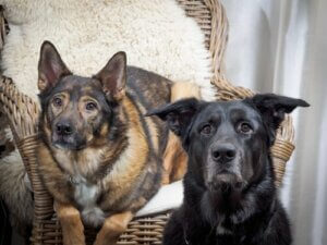 Beteendeproblem: Vad ska man göra med en hund som juckar?