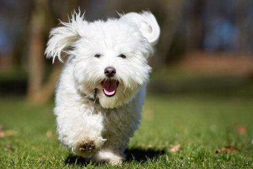 Varför din hund tar sin godbit till en avskild plats