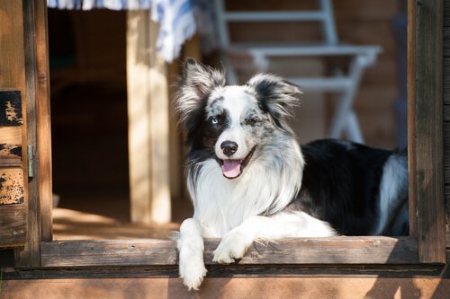 Varför hundar ser osynliga dörrar och vad du kan göra åt det