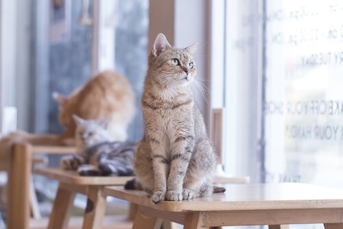 Att äga en katt kan förbättra din hjärthälsa