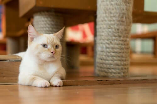 En katt sitter under sin klösbräda.