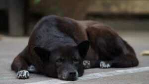 Kognitivt dysfunktionssyndrom hos äldre hundar
