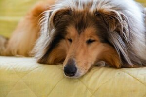 Leva med en hund: Hur du förbättrar er relation