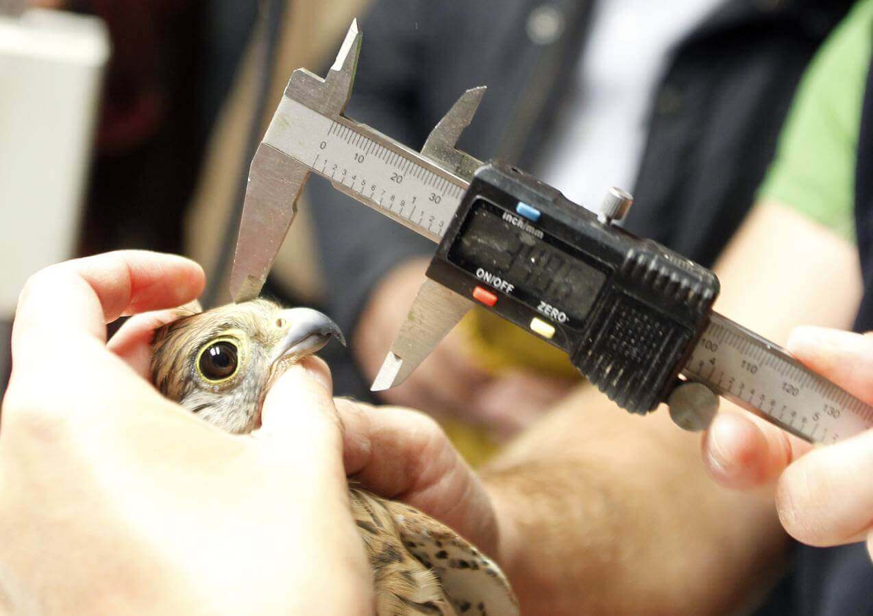 Personal mäter näbben på en fågel